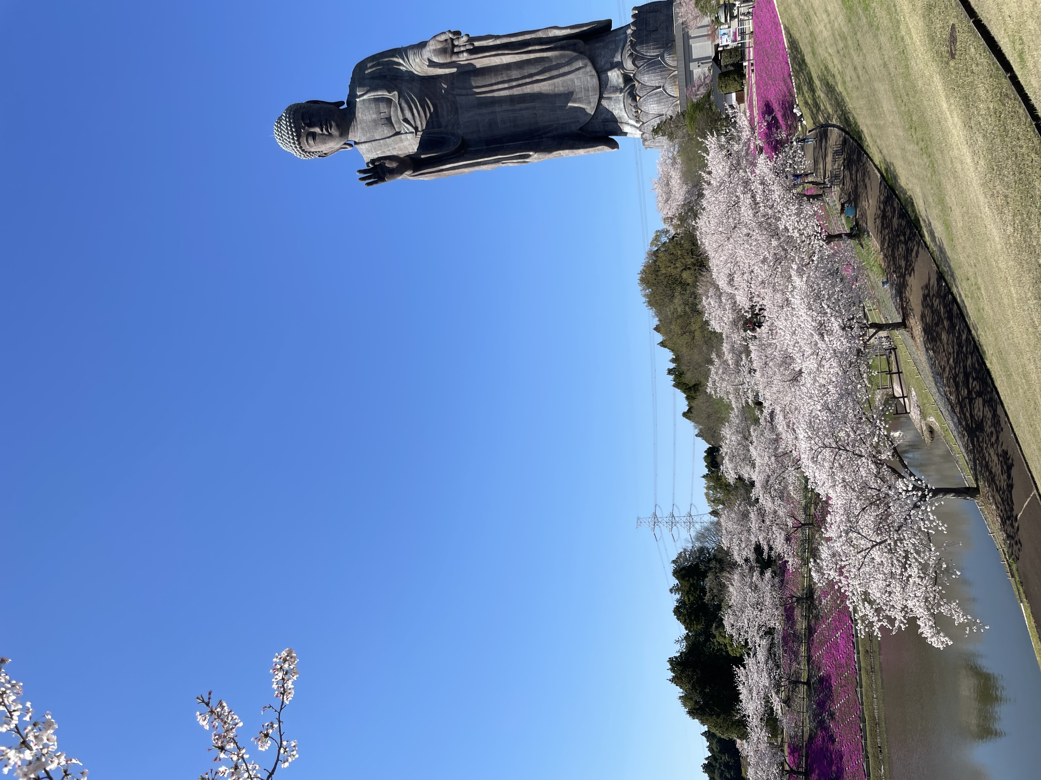 Ushiku Daibutsu rising above cherry blossom trees in full bloom, Ibaraki